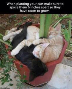 cat planting