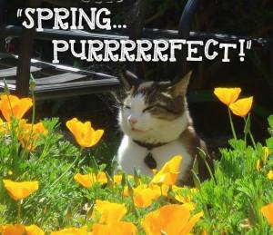 spring purrfect
